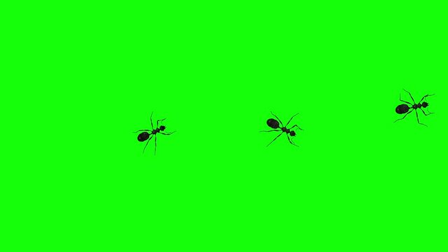 3 Ants - Passing Screen - Top View - 3D Animation loop isolated with green background