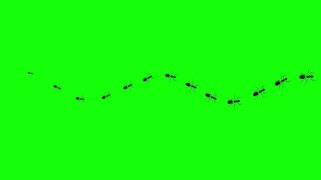 13 Ants - Passing Screen - Top View - 3D Animation loop isolated with green background