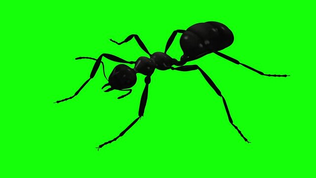 Black Ant - Side Angle Closeup - 3D Animation loop isolated with green screen