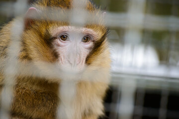 Portrait of an macaque Ape in Cage with eye contact in germany