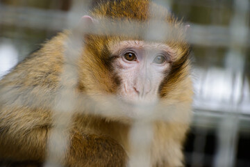 Portrait of an macaque Ape in Cage from the front in germany
