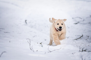Beautiful golden retriever puppy outside.