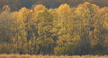 Fall light in deciduous colorful forest