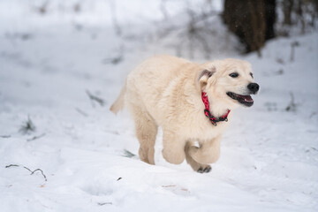 Beautiful golden retriever puppy outside.