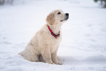 Beautiful golden retriever puppy outside.