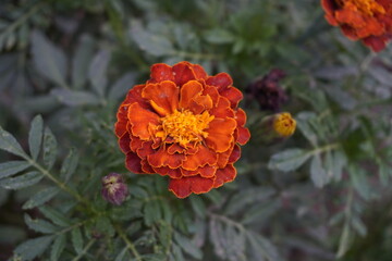 Beautiful natural spring flower on garden