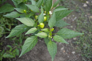 Small green pepper on chillie trees with green chillie trees background