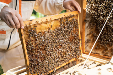 Caucasian female beekeeper inspecting honeycomb frame from beehive on mountains background. Happy Woman Beekeeper harvesting honey, work with bees in apiary. Honey making, small business, hobby