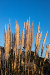 Pampas grass flowers against blue sky, Cortaderia
