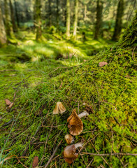 Wild Autumn mushrooms growing on a forest floor, Glenariff forest Park, Glens of Antrim,  Causeway coastal route, County Antrim, Northern Ireland
