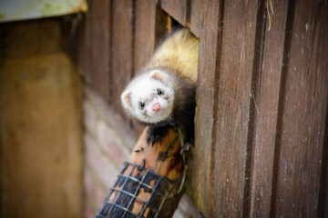cute ferret animal close up with eye contact