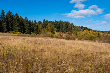 Autumn forest landscape. Sunny day
