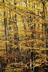 Dans la forêt