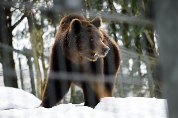 Big strong brown bear in the winter snow in a cage in germany