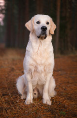 Beautiful golden retriever dog outside.