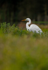 The Great egret - Egretta alba (Gara-branca-grande) fishing in the river at sunset, Povoa de Lanhoso, Braga, Portugal.
