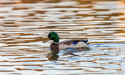 Ducks in the autumn pond