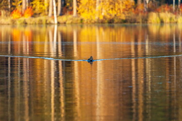 Ducks in the autumn pond