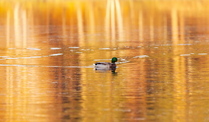Ducks in the autumn pond
