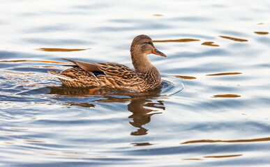 Ducks in the autumn pond