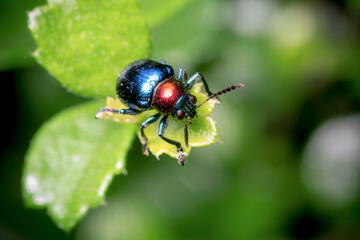 Close-up of a small blue insect on a green leaf.