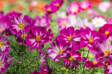 close-up of pink cosmos flowers plants