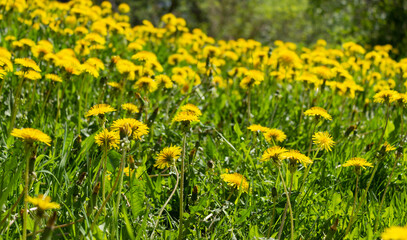 Common yellow dandelion flowers and grass