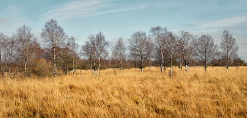 Obraz premium High Fens landscape in Fall. Forest in Autumn.