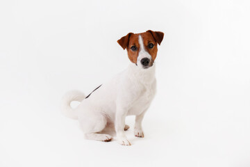 Close up shot of cute young jack russell terrier pup with with brown markings on the face, isolated...