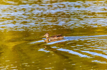 Ducks on the water pond in summer closeup