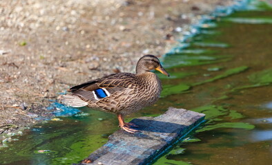 Ducks on the pond in the summer closeup