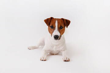 Close up shot of cute young jack russell terrier pup with with brown markings on the face, isolated on white background. Studio shot of adorable little doggy with folded ears. Copy space for text.