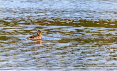 Ducks on the water pond in summer closeup