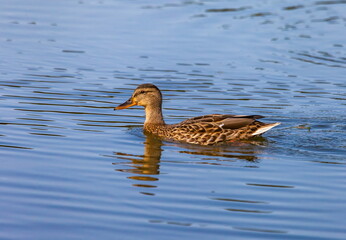 Ducks on the water pond in summer closeup