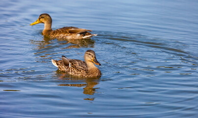 Ducks on the water pond in summer closeup