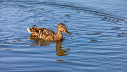 Ducks on the water pond in summer closeup