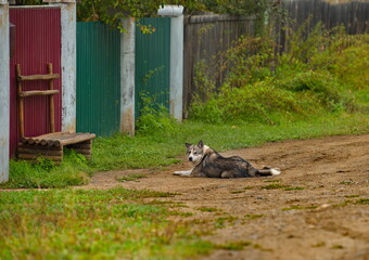 Russia. Chita region. A mongrel dog serenely watches the villagers on the street of the village of Krasny Priisk.