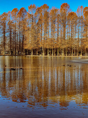 Fototapeta premium autumn in the park