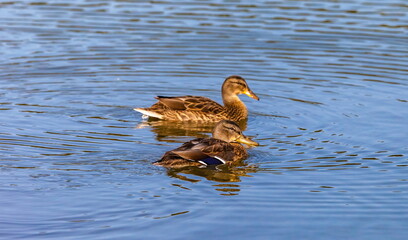 Ducks on the water pond in summer closeup