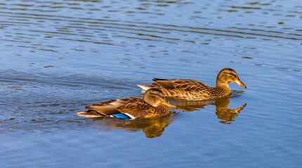 Ducks on the water pond in summer closeup
