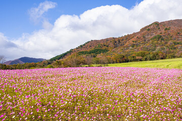 【岡山県】コスモスの花が満開の秋の蒜山　自然
