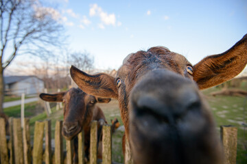 couple of funny goats in close up on a fence in a german village wide angle shot