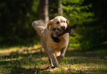 Beautiful golden retriever carrying a shot down game in its mouth.