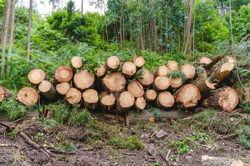 Panoramic view of natural chopped firewood in the forest. Horizontal view of a pile of brown thick trunks on forest background. Ecology and natural resources concept.