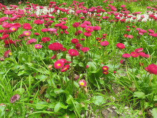 Red Bellis perennis flowers bloom in the park.