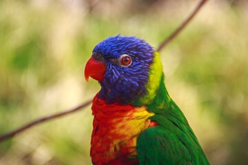 a parrot