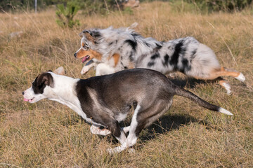 blue merle Australian shepherd puppy dog runs and jump on the meadow of the Praglia with a pitbull...