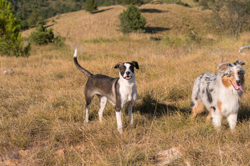 blue merle Australian shepherd puppy dog runs and jump on the meadow of the Praglia with a pitbull puppy dog in Liguria in Italy