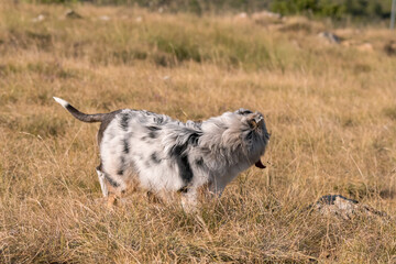 Obraz premium blue merle Australian shepherd puppy dog runs and jump on the meadow of the Praglia with a pitbull puppy dog in Liguria in Italy