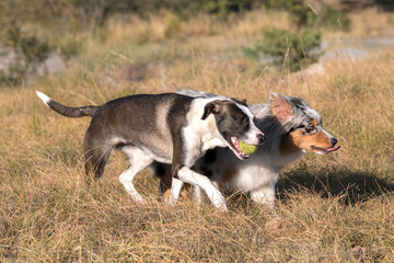 blue merle Australian shepherd puppy dog runs and jump on the meadow of the Praglia with a pitbull puppy dog in Liguria in Italy